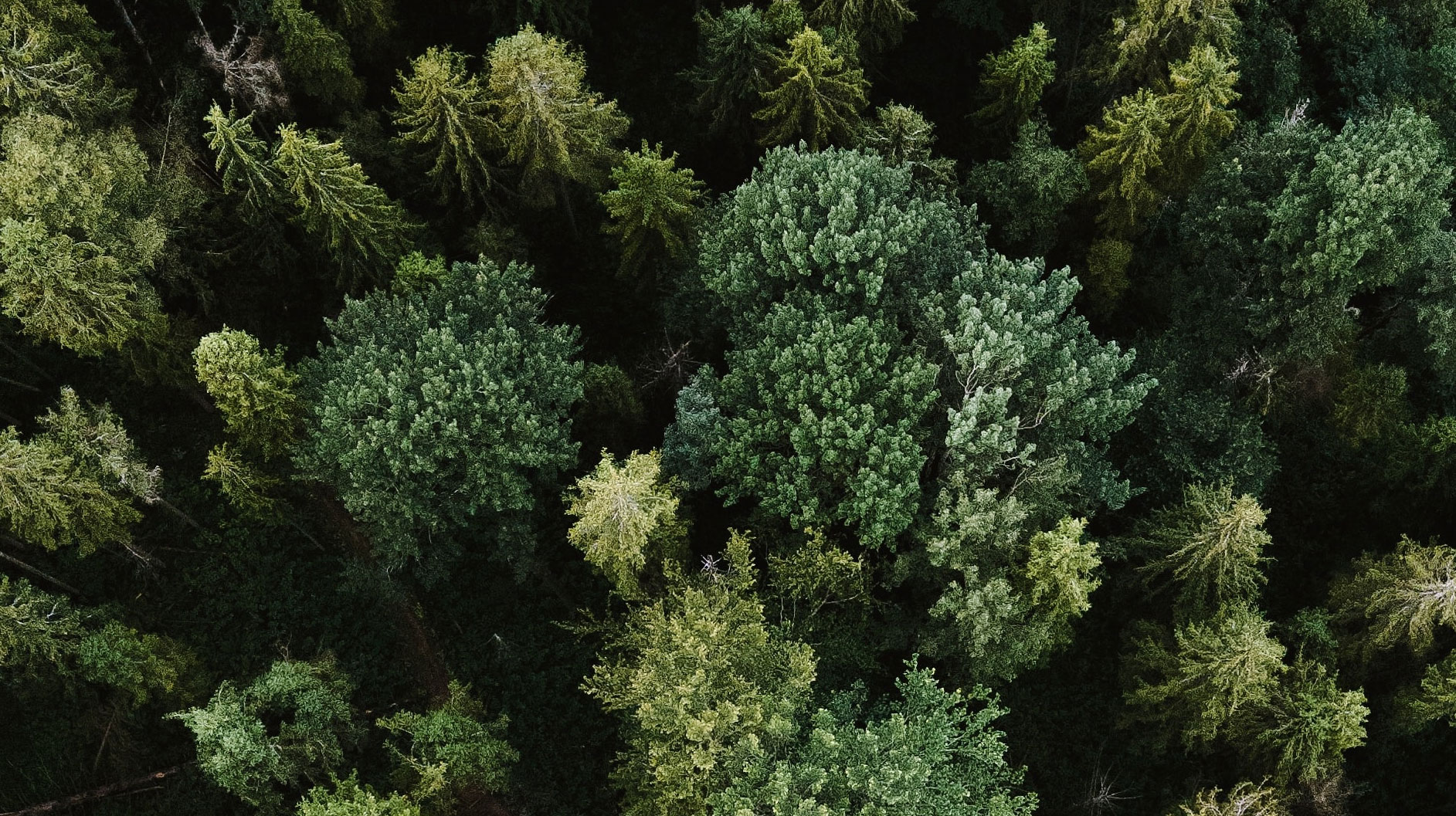 Luftbild eines Tannenwaldes
